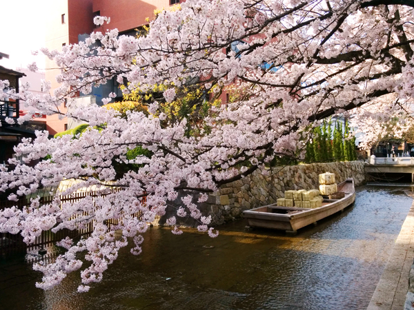 高瀬川の桜