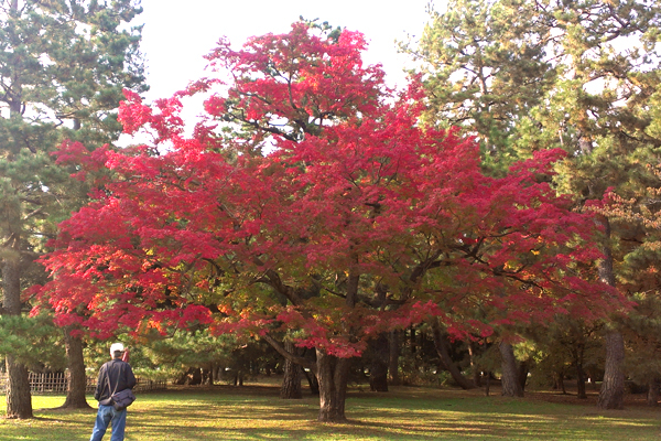 2014年11月京都御苑の紅葉2