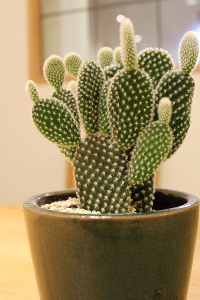 2013年10月に購入したウチワサボテン