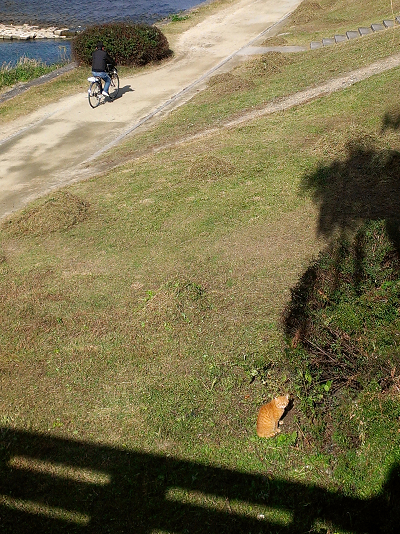 2013年11月二条河端、鴨川の様子2