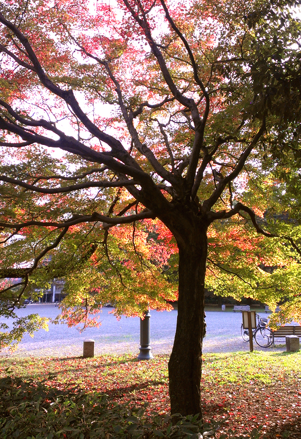 2014年11月京都御苑の紅葉3