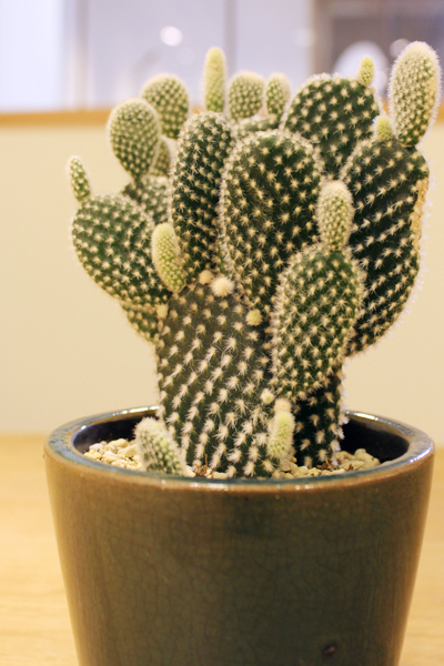 2013年10月に購入したウチワサボテンの9ヶ月後、子吹した小さな芽がいくつか見られます