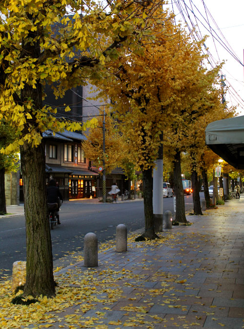 2013年12月寺町通の紅葉した銀杏並木