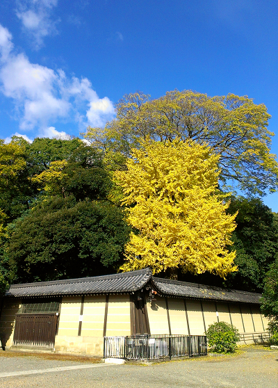 2013年11月の京都御苑の紅葉1