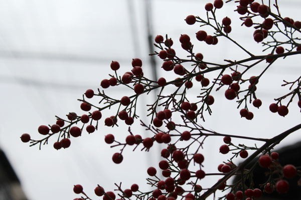 2014年1月初旬京都寺町夷川の千両