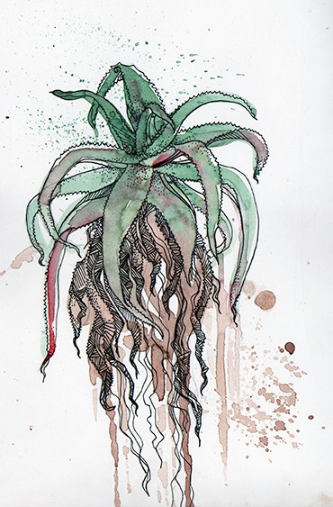 "Aloe" (South Africa), watercolours & fineliner, 2015