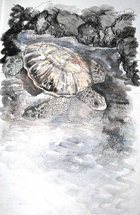 "Turtle" (Hawaii), wax pastels & watercolours, 2014