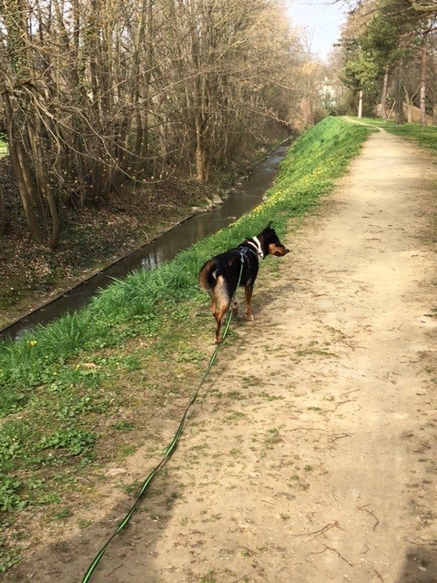 5 Meter - Leine vornweg - ohne Ziehen