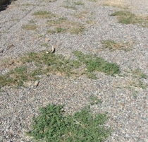 cómo detener el crecimiento de malezas en la grava