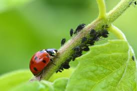 Ladybird eating Blackfly aphids