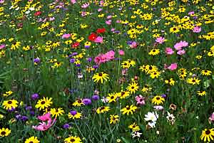 interesting and pretty way to create a good environment