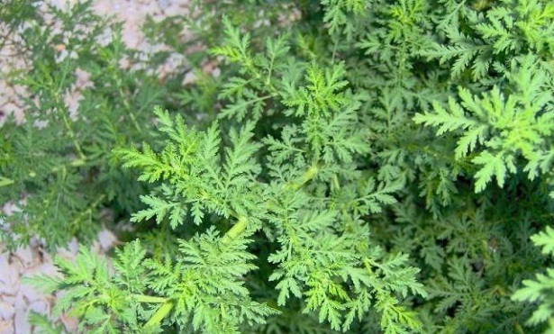 Artemisa - hierba emenagoga para la mujer, menopausia