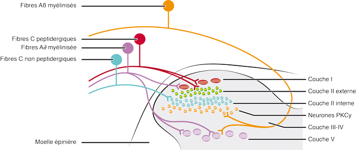 Corne dorsale de la moelle epinière