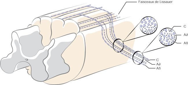 Organisation des fibres A et C au sein de la racine dorsale.