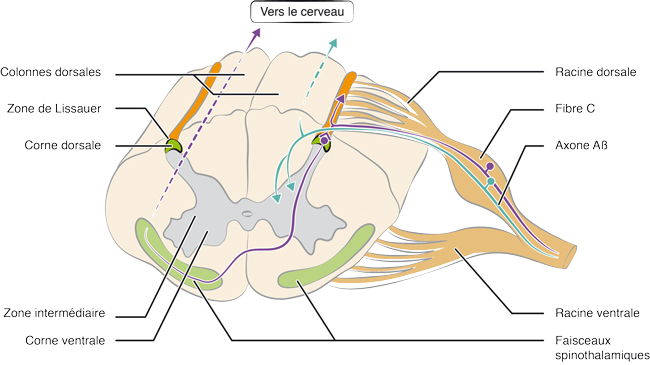 Coupe transversale de la moelle