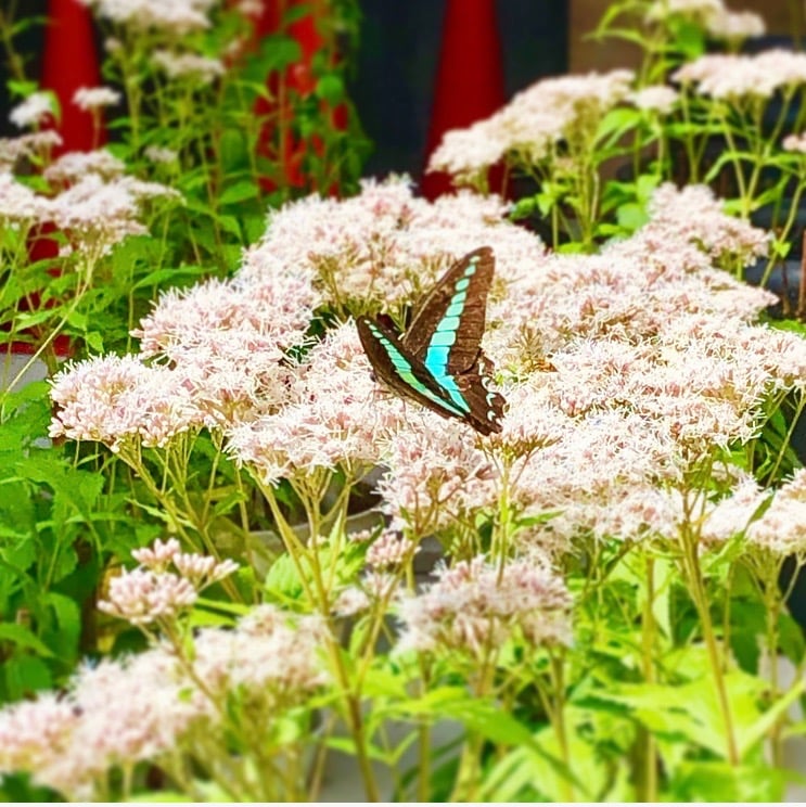 京都市下京区四条烏丸のメンタルクリニックでは、男性もご来院いただけます、藤袴と蝶