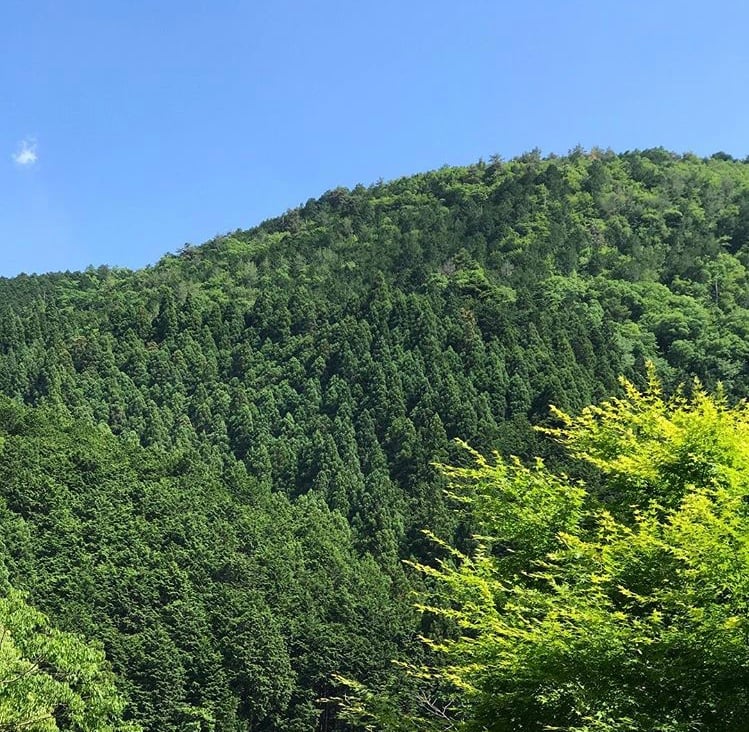 京都市下京区にある心療内科、女医のいるメンタルクリニック、鞍馬の山、美しい緑