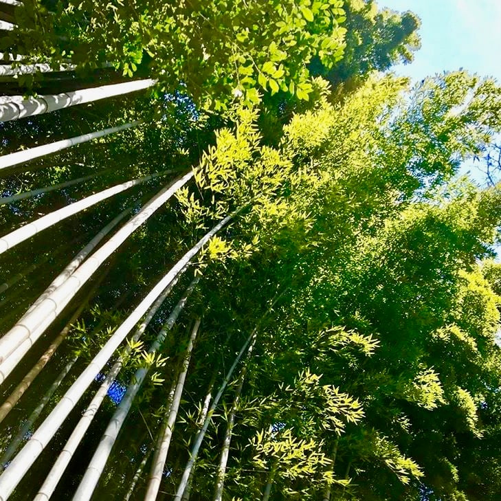 京都市下京区四条烏丸の心療内科、メンタルクリニック、嵯峨野の竹林