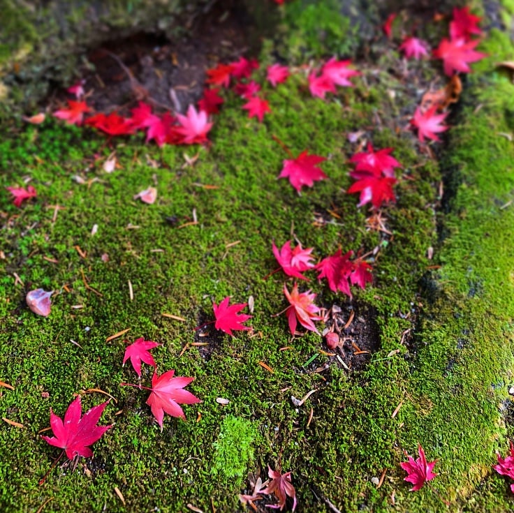 京都市下京区の心療内科、女医のいるメンタルクリニック、緑の苔、赤く色づいたもみじ