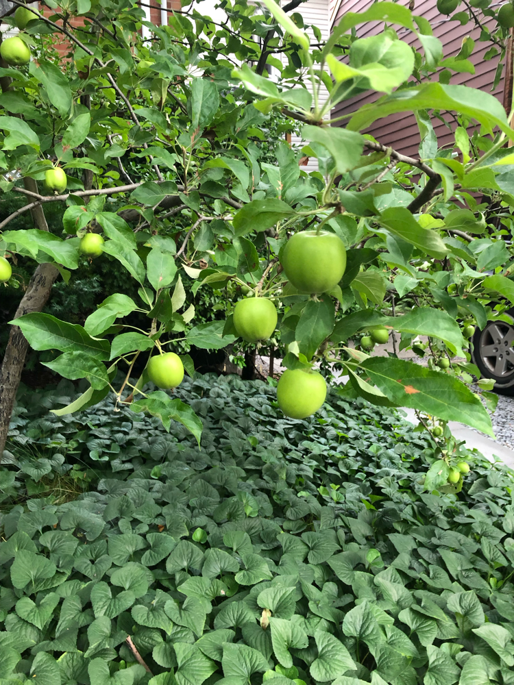 apple tree planted by deborah harris