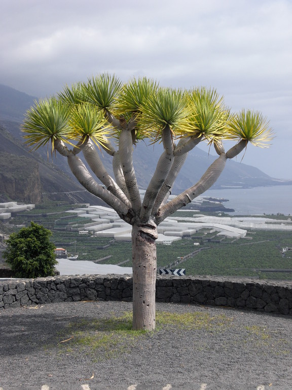 Aussichtspunkt knapp oberhalb von Puerto Naos