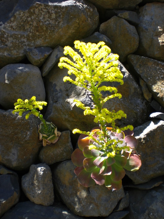 Steinmauergewächse auf El Roque (1200 m. ü. M.)