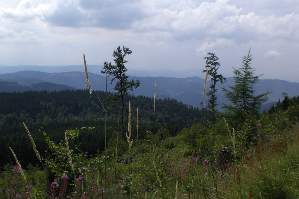 ...Impression von der Schwarzwald-Hochstrasse