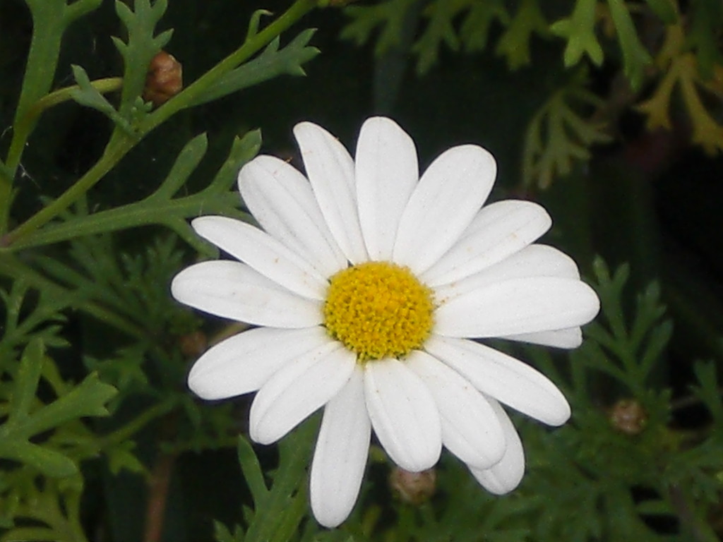 ...Suzi findet überall schöne Blumen