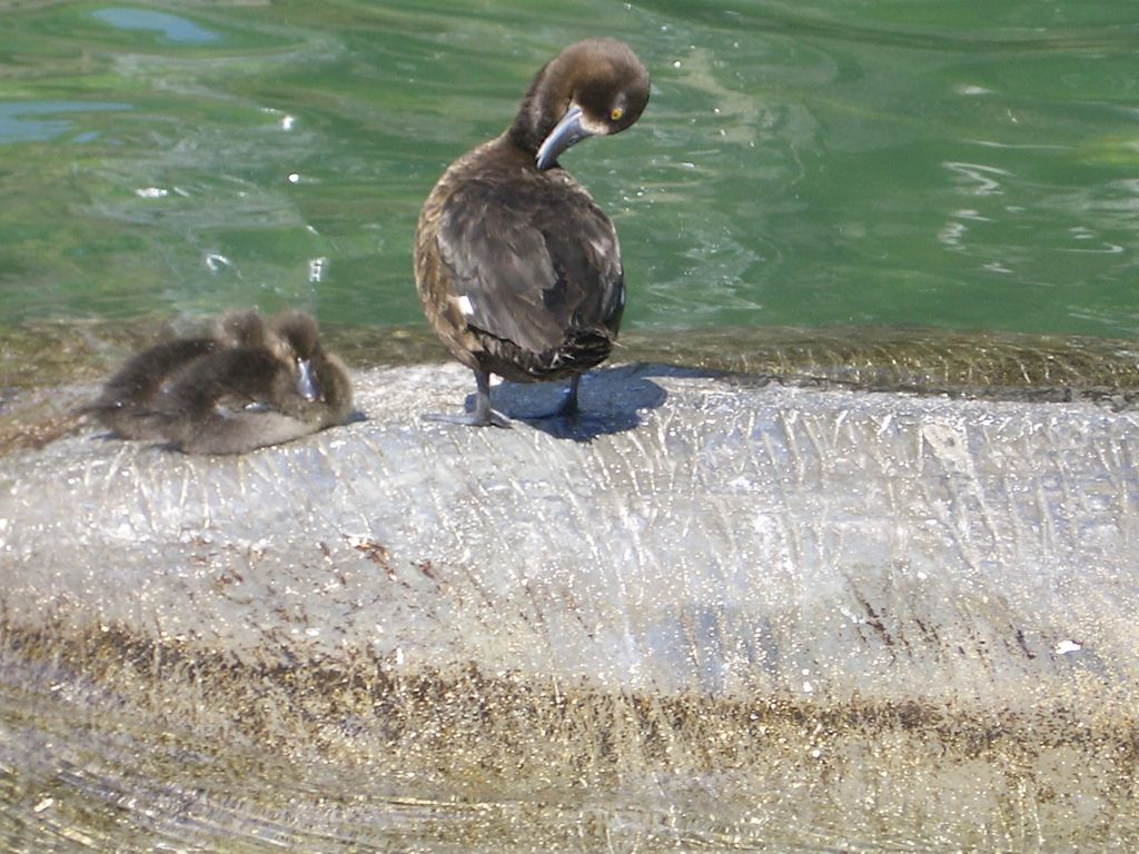 Dschungel-Flossfahrt (Paradies für freilebende Enten)