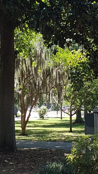 Forsyth Park im "Historic District"