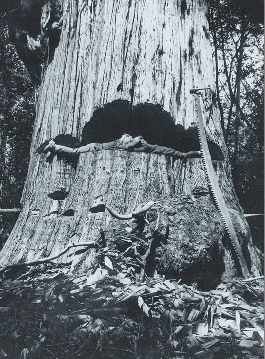 Zedern-Baum von Joseph Krätz-Farm, 1908