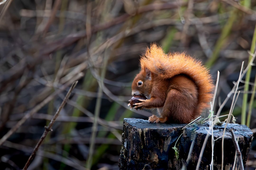 Eichhörnchen © Michel Beuth
