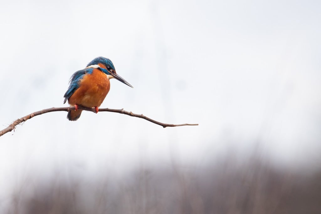 Eisvogel © Michel Beuth