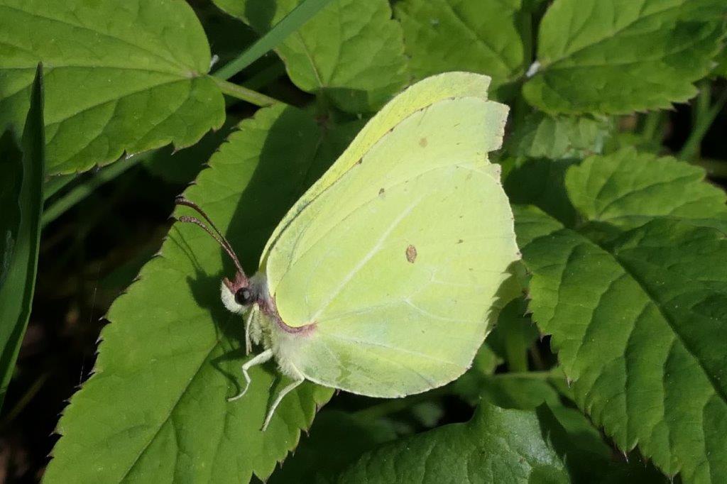 Zitronenfalter © GW