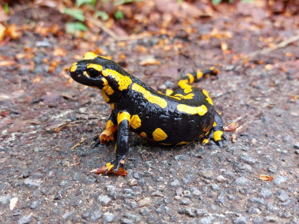 Feuersalamander © GW