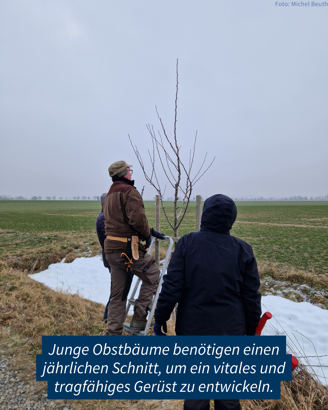 Schnitt der Jungbäume