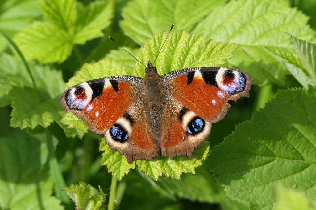 Tagpfauenauge © GW