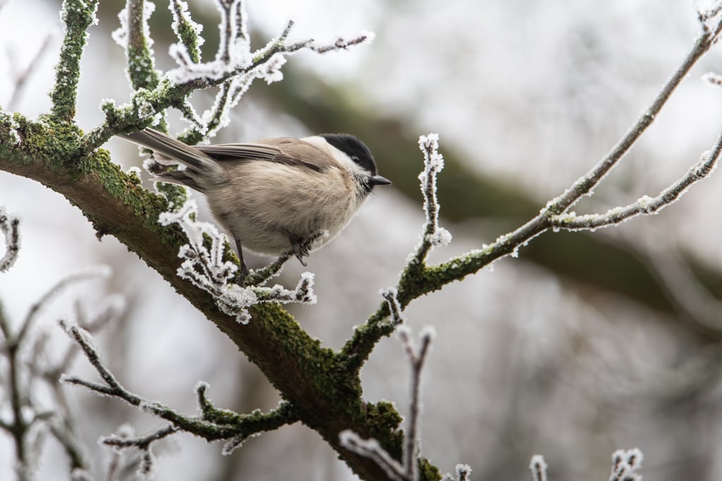 Sumpfmeise © Michel Beuth