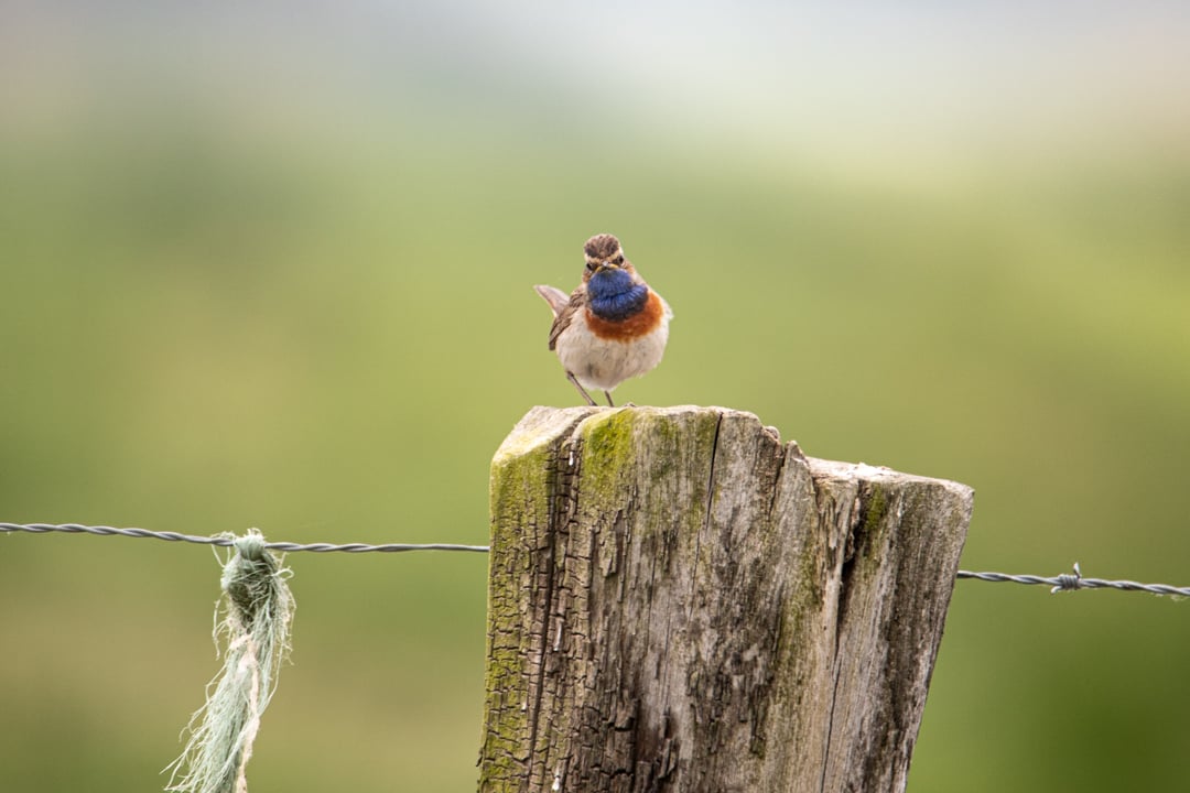 Blaukehlchen © Michel Beuth