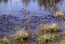 Laichende Grasfrösche