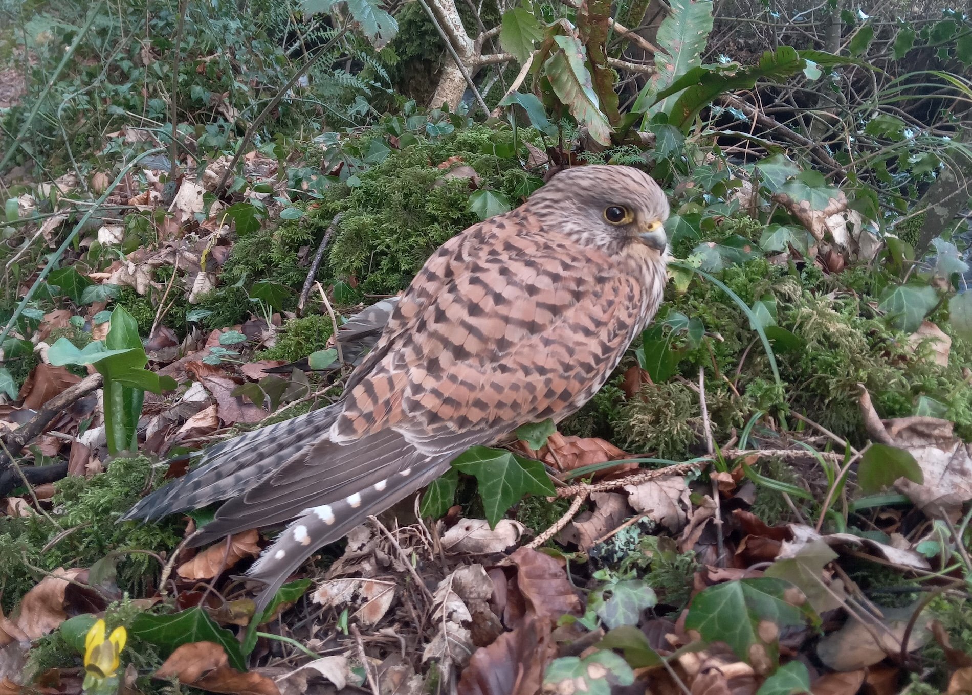 Begegnung mit Falkin Finja