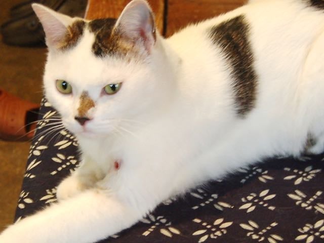 ケイシャ♂ 雄なので冒険心いっぱい。「ケータ」と呼んでいます。