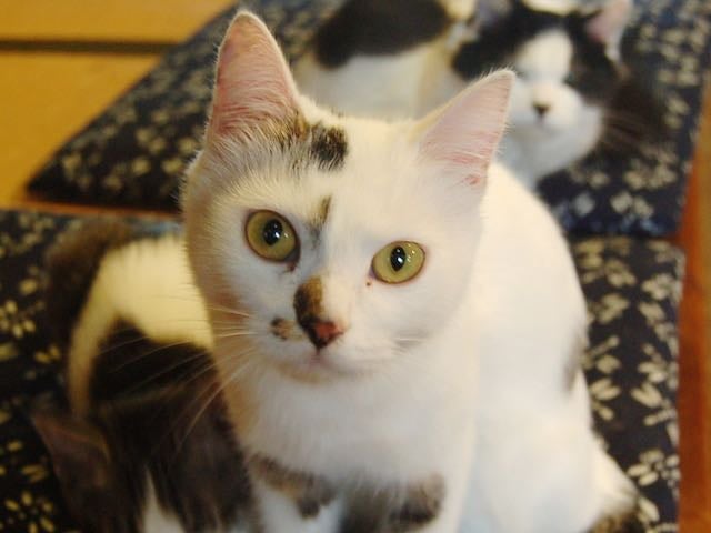 ちーちゃん♀ カメラを向けても逃げないのでカメラマンに大人気。