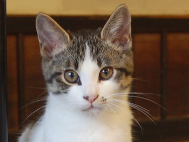 ちゃい♂ ちーちゃんの子供。大けがをして3本足。