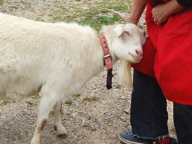 羊やヤギたちもあちこち歩き回っています。