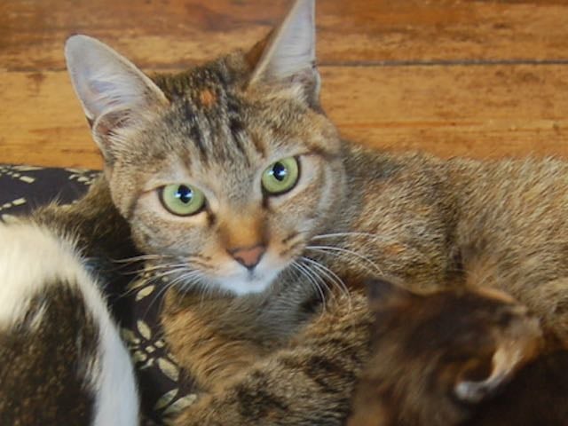 ミーシャ♀ キジ柄で、たくましく外を探検しまくっています。