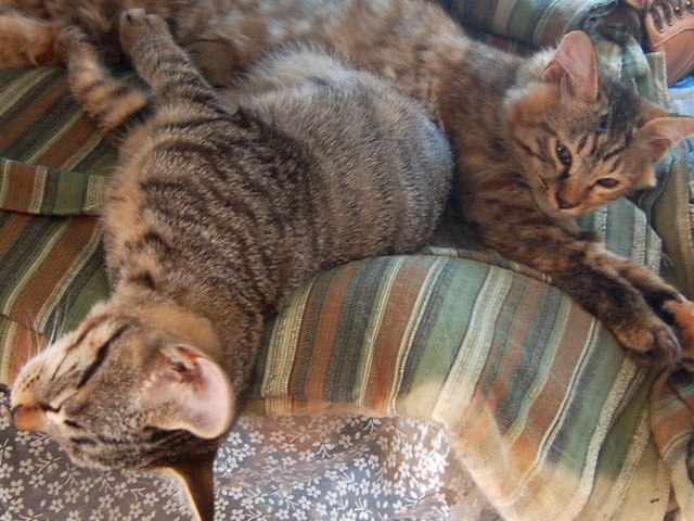 ミーシャの新しい子供トラとサクラです。