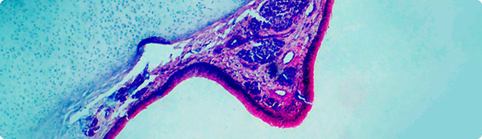 Mikroskopaufnahme Stimmungsbild