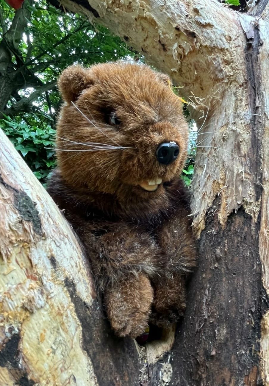 Klasse 1b - Klassenlehrerin Frau Winter - Klassentier Kasi, der Biber
