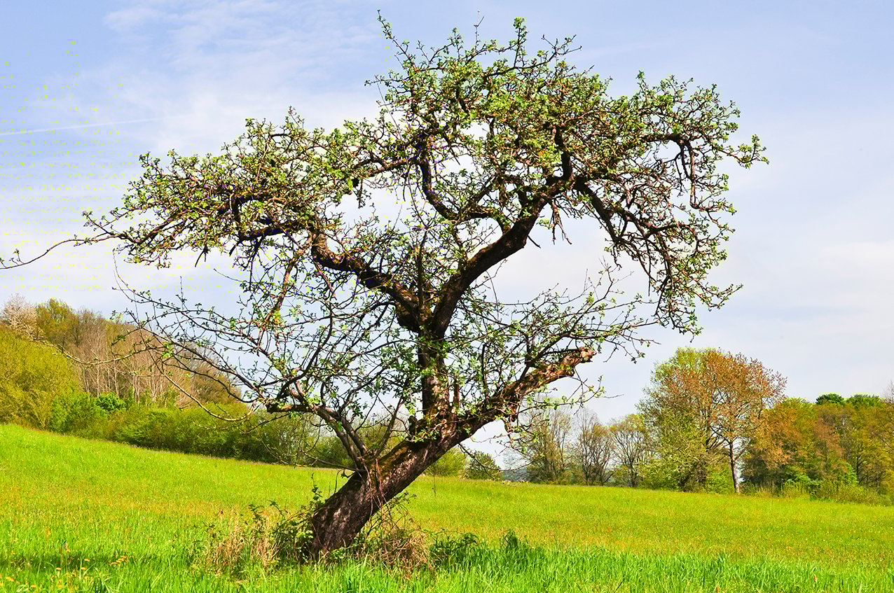 Das verzauberte Tal!